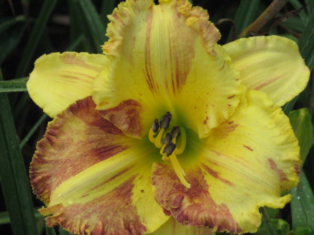 the Lily Auction - The Fun Daylily Marketplace