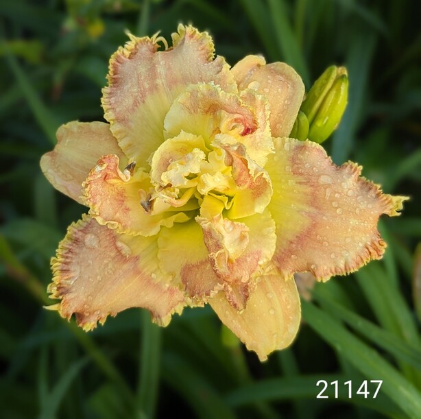 the Lily Auction - The Fun Daylily Marketplace