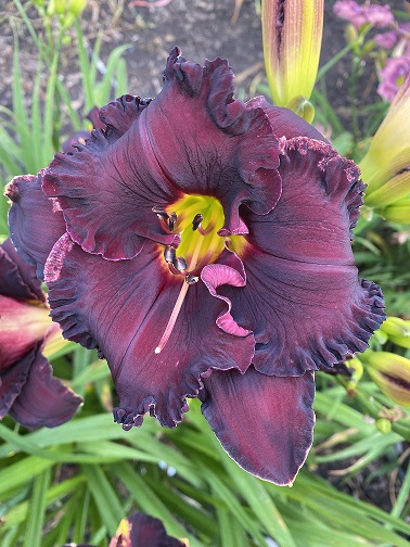 the Lily Auction - The Fun Daylily Marketplace