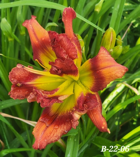 the Lily Auction - The Fun Daylily Marketplace