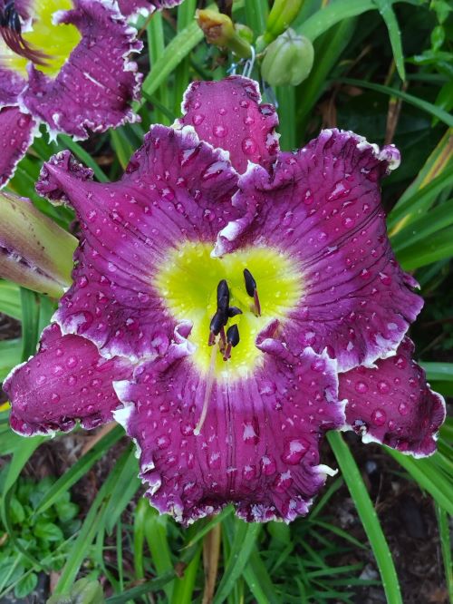 Lilyページ Lily Asiatic - Saskatoon Landscape Store