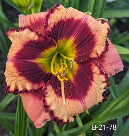the Lily Auction - The Fun Daylily Marketplace