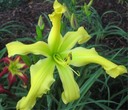 the Lily Auction - The Fun Daylily Marketplace
