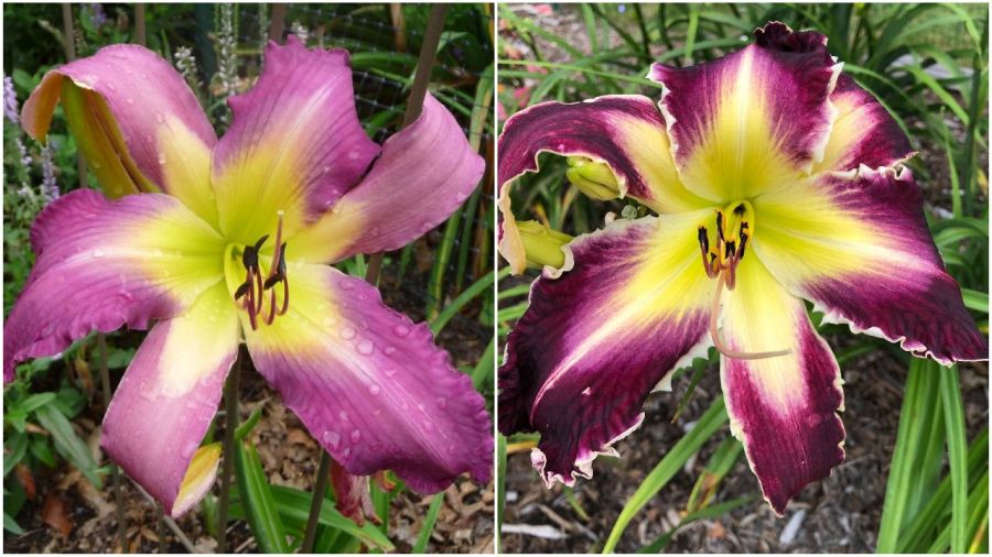 the Lily Auction - The Fun Daylily Marketplace