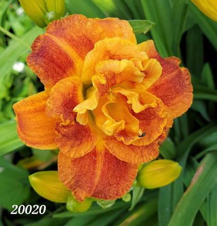 the Lily Auction - The Fun Daylily Marketplace