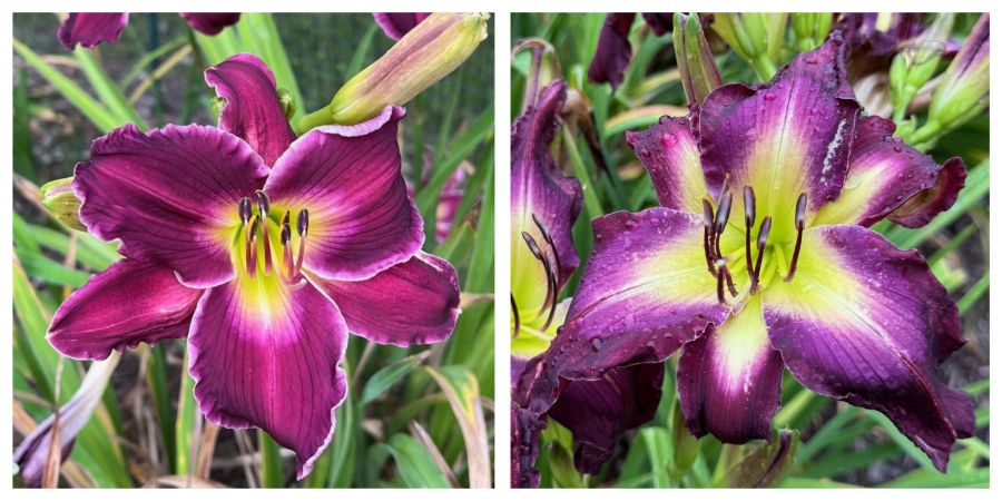 the Lily Auction - The Fun Daylily Marketplace