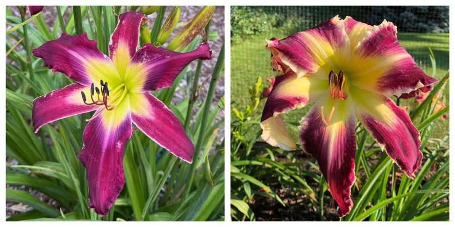 the Lily Auction - The Fun Daylily Marketplace