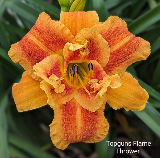 the Lily Auction - The Fun Daylily Marketplace