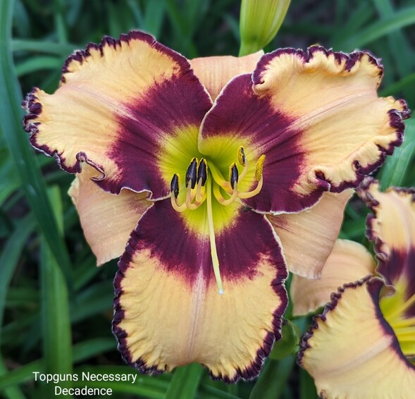 the Lily Auction - The Fun Daylily Marketplace