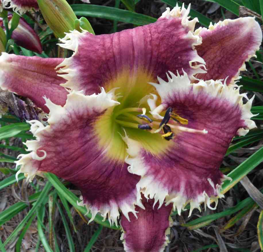 the Lily Auction - The Fun Daylily Marketplace