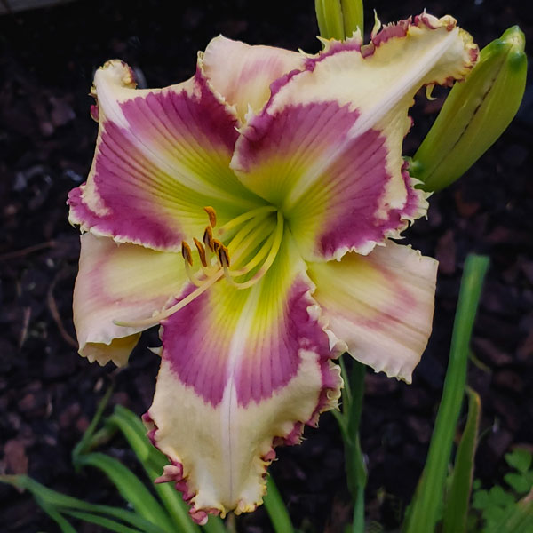 the Lily Auction - The Fun Daylily Marketplace