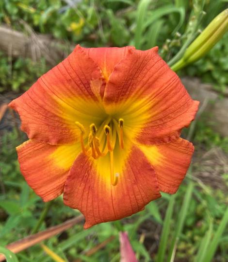 the Lily Auction - The Fun Daylily Marketplace