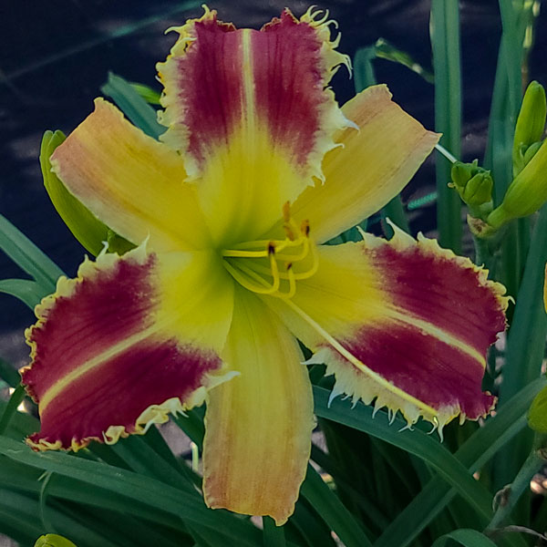 the Lily Auction - The Fun Daylily Marketplace