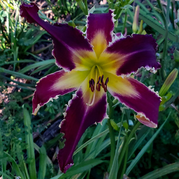 the Lily Auction - The Fun Daylily Marketplace