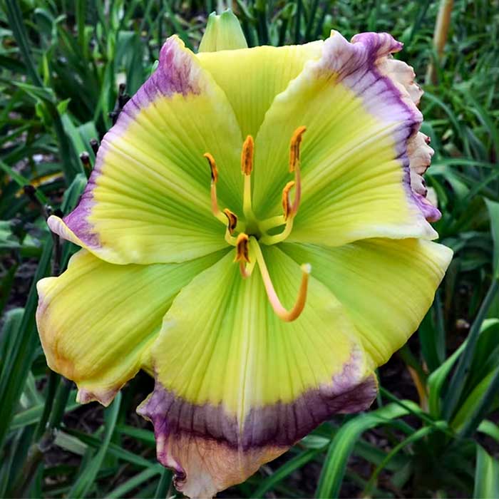 the Lily Auction - The Fun Daylily Marketplace