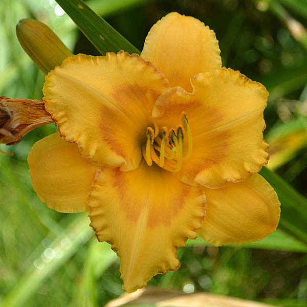 the Lily Auction - The Fun Daylily Marketplace