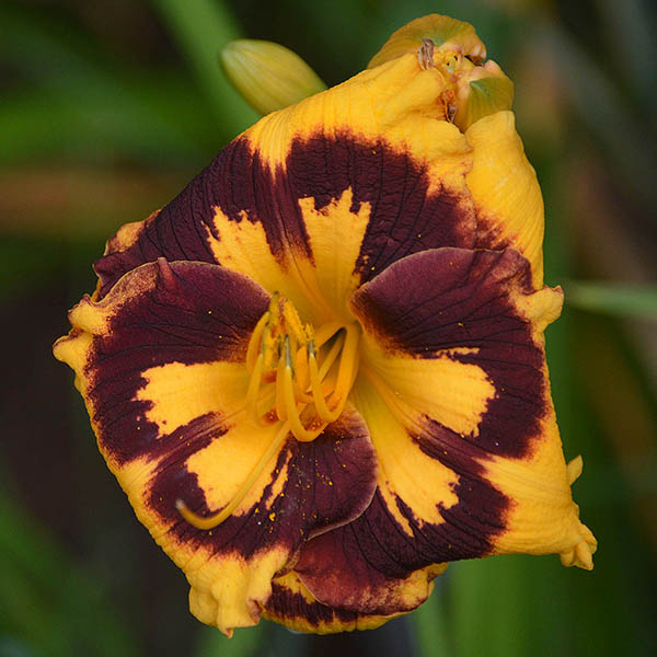 the Lily Auction - The Fun Daylily Marketplace