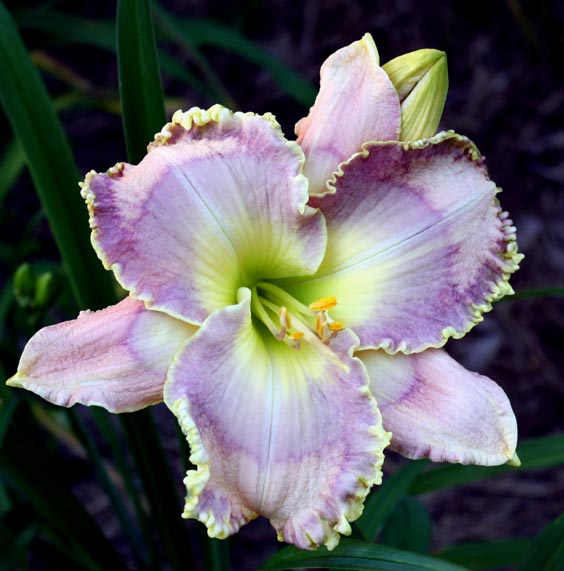 the Lily Auction - The Fun Daylily Marketplace