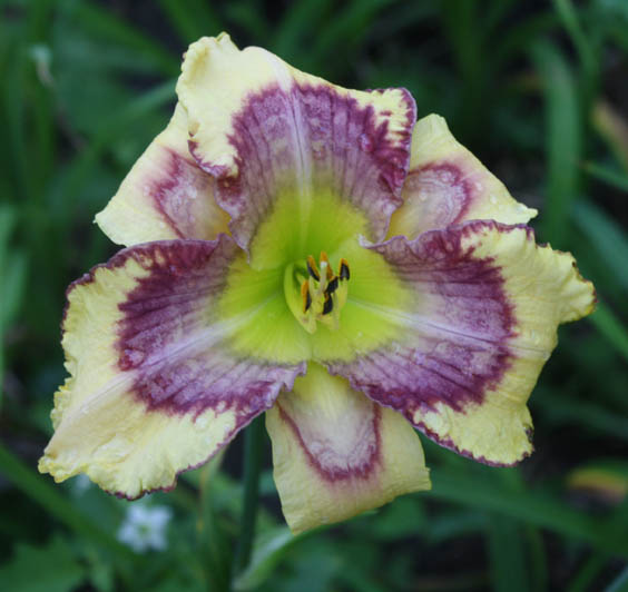 the Lily Auction - The Fun Daylily Marketplace