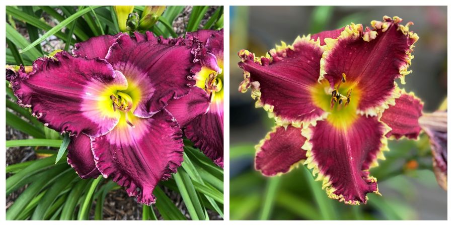 the Lily Auction - The Fun Daylily Marketplace