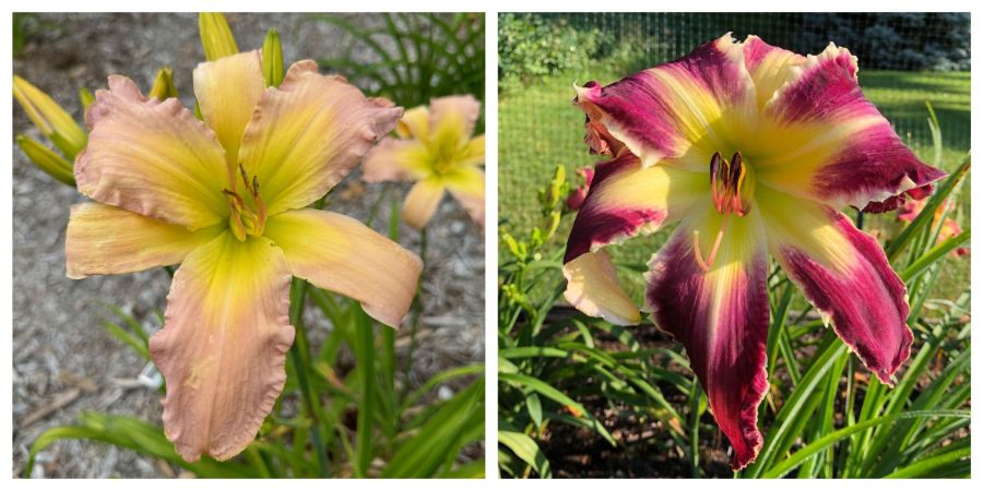 lily_Sa出品！ the Lily Auction - The Fun Daylily Marketplace