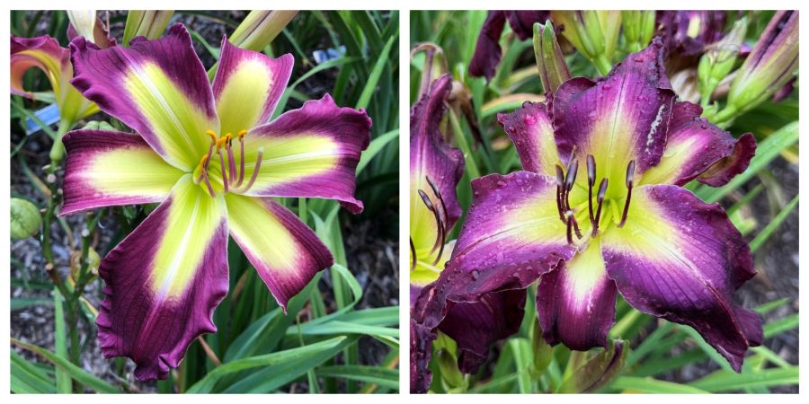 the Lily Auction - The Fun Daylily Marketplace