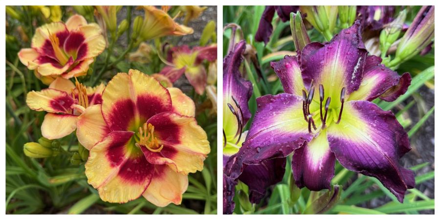 the Lily Auction - The Fun Daylily Marketplace