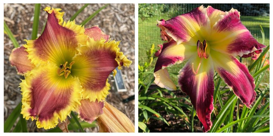 the Lily Auction - The Fun Daylily Marketplace