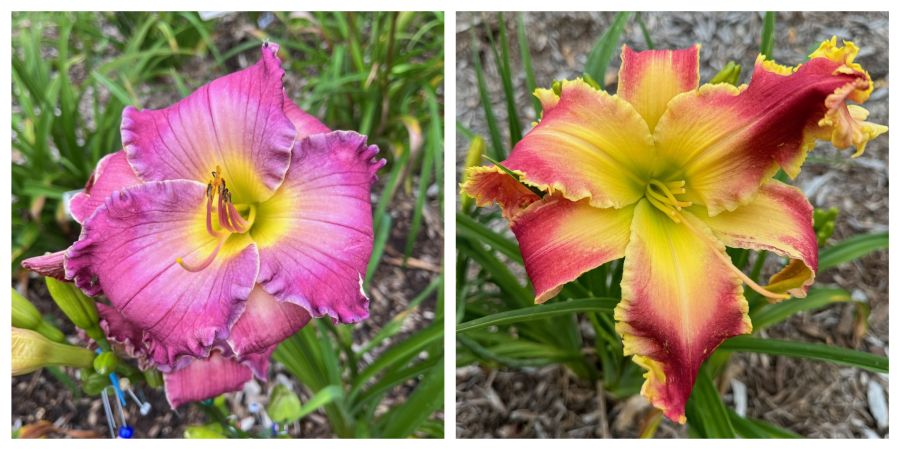 ナイルの一滴 the Lily Auction - The Fun Daylily Marketplace