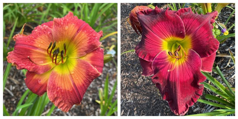 the Lily Auction - The Fun Daylily Marketplace