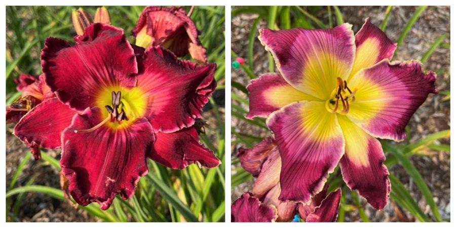 the Lily Auction - The Fun Daylily Marketplace