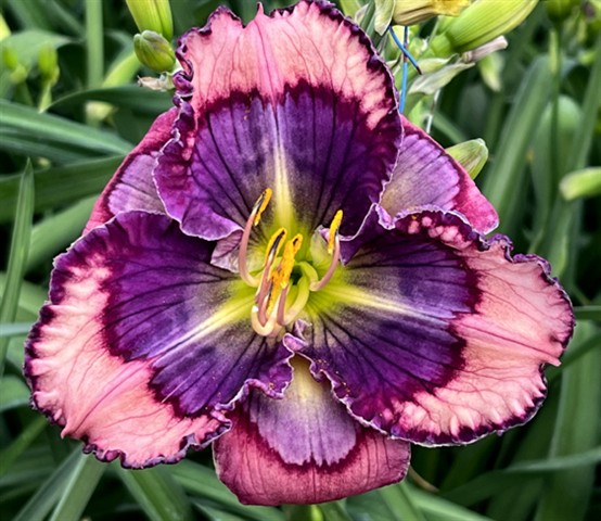 the Lily Auction - The Fun Daylily Marketplace