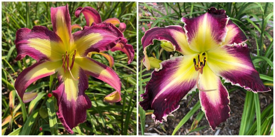 the Lily Auction - The Fun Daylily Marketplace