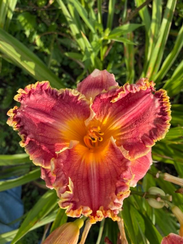 the Lily Auction - The Fun Daylily Marketplace