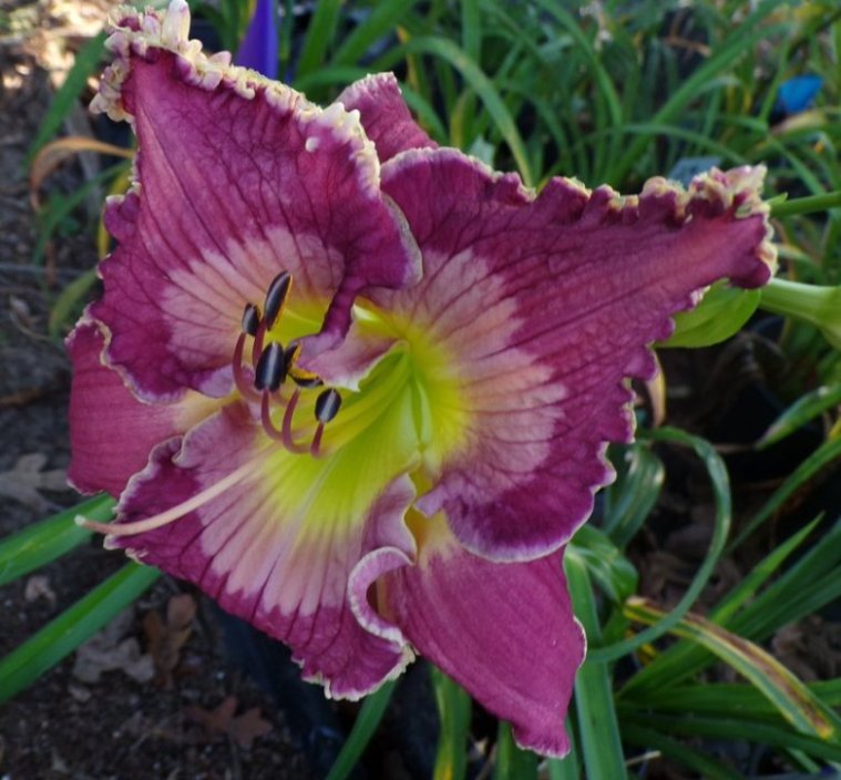 the Lily Auction - The Fun Daylily Marketplace