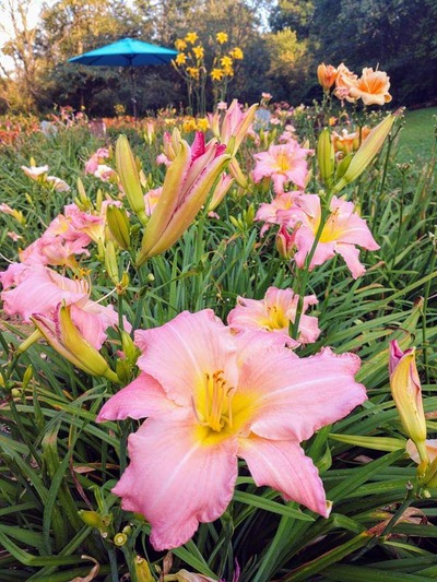 the Lily Auction - The Fun Daylily Marketplace