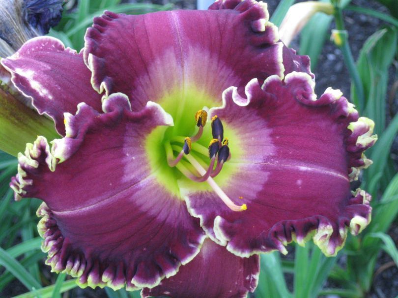 the Lily Auction - The Fun Daylily Marketplace