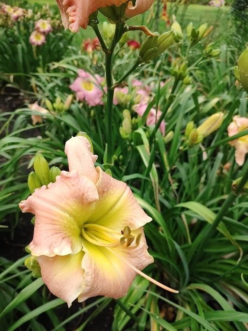 Lilyページ キッズ 【NUOVO】 ヌオーヴォ 19-24(H) LILY リリー N9376J