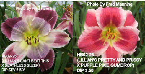 lily⭐︎ Dwarf Oriental Lily Bulbs Showwinner - American Meadows