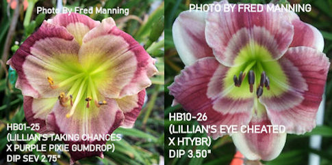 the Lily Auction - The Fun Daylily Marketplace