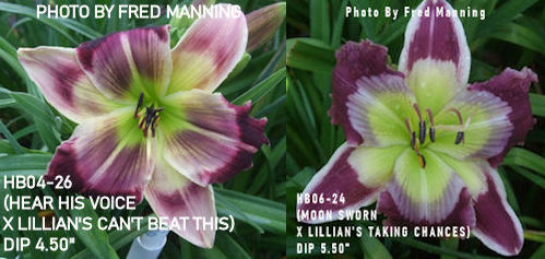 the Lily Auction - The Fun Daylily Marketplace