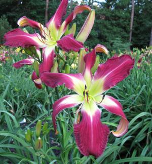 the Lily Auction - The Fun Daylily Marketplace
