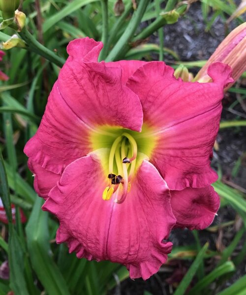 Lilyページ the Lily Auction - The Fun Daylily Marketplace