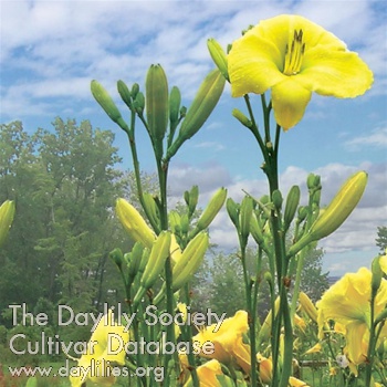 the Lily Auction - The Fun Daylily Marketplace