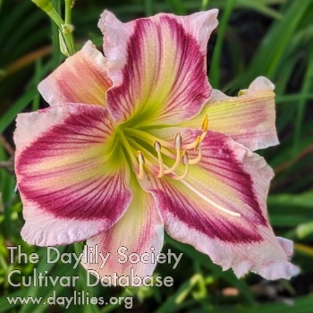 the Lily Auction - The Fun Daylily Marketplace