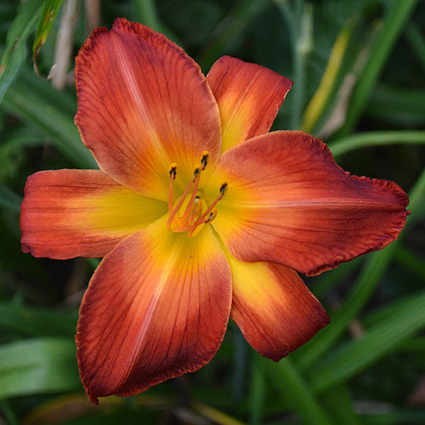 the Lily Auction - The Fun Daylily Marketplace