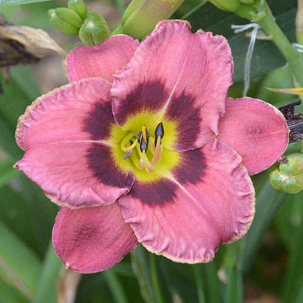 the Lily Auction - The Fun Daylily Marketplace