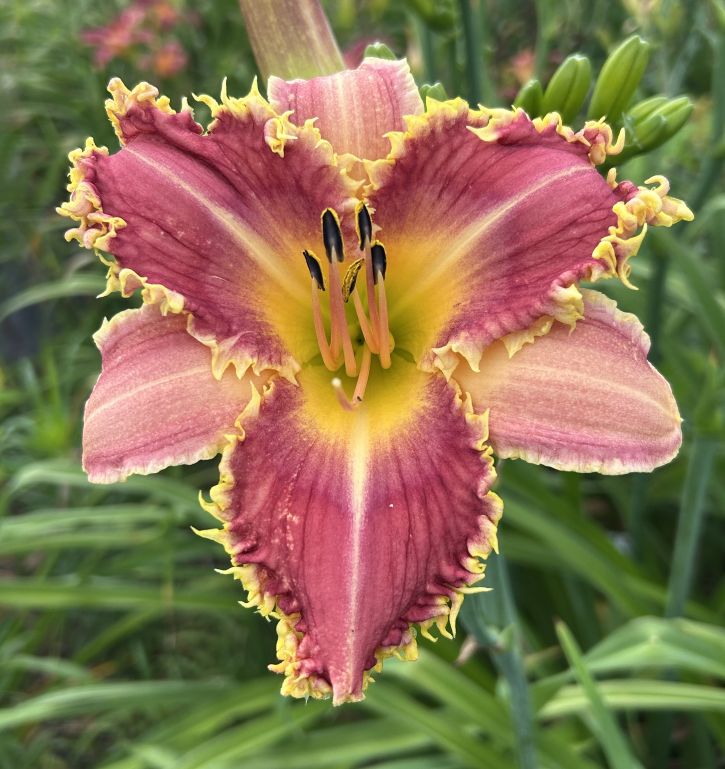 sabbatical⭐︎GILIA SABBATICAL GILIA Sandstone – WAFUU JAPAN