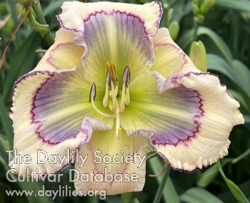 the Lily Auction - The Fun Daylily Marketplace