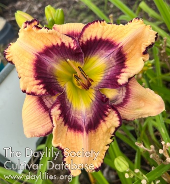 the Lily Auction - The Fun Daylily Marketplace